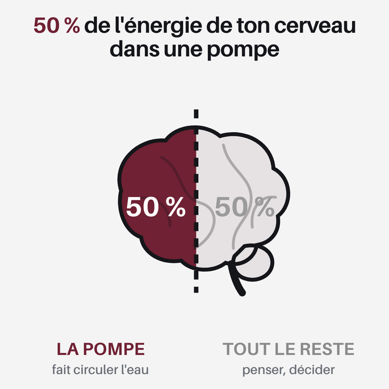 La moitié de l'énergie du cerveau part dans la pompe sodium-potassium