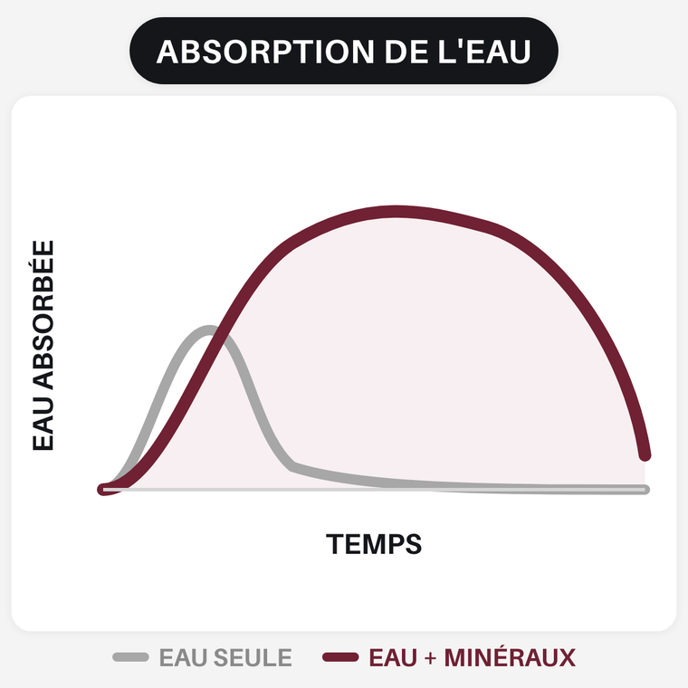 Eau seule contre eau et minéraux essentiels : ce que les cellules retiennent