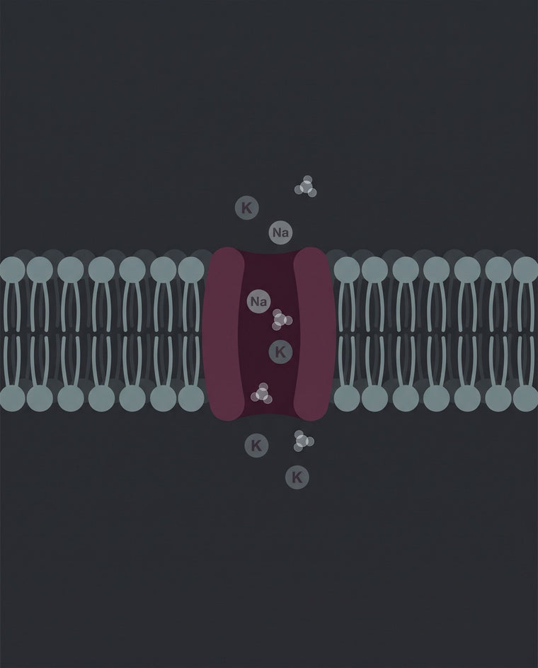 Schéma de la pompe sodium-potassium dans la membrane d'une cellule